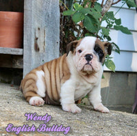 English Bulldog