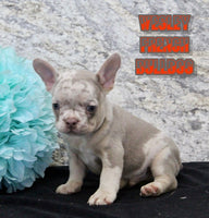 Wesley Male AKC French Bulldog $1700
