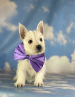 West Highland Terrier