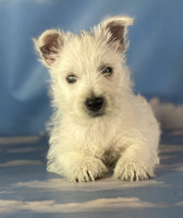 West Highland Terrier