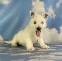 West Highland Terrier