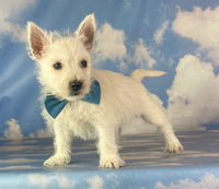 West Highland Terrier