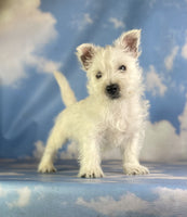 West Highland Terrier