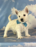 West Highland Terrier