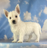 West Highland Terrier