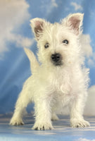West Highland Terrier