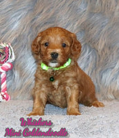 Whiskers Female F1B Mini Goldendoodle $2495