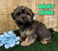 Whiskey Male Shorkie $850