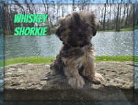 Whiskey Male Shorkie $850