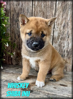 Whiskey Male AKC Shiba Inu $999