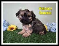 Whiskey Male Shorkie $950