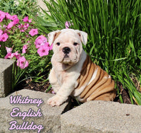 Whitney Female AKC English Bulldog $2350