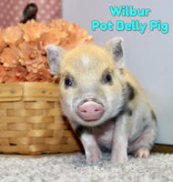Wilber Male Mini Pot Belly Pig $650