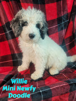 Willie Male Mini Newfy Doodle $1000