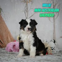 Willie Male Mini Australian Shepherd $350