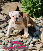 English Bulldog