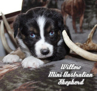 Willow Female AKC Mini Australian Shepherd $450