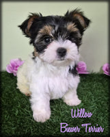 Biewer Terrier