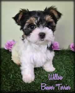 Biewer Terrier