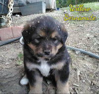 Willow Female Bernamute $750