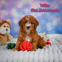 Willow Female Mini Goldendoodle $950