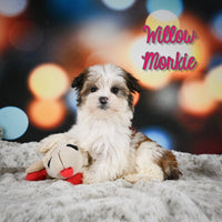 Willow Female Morkie $1100