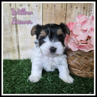 Willow Female Biewer Terrier $3500