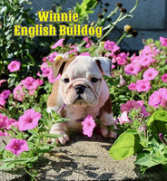 English Bulldog