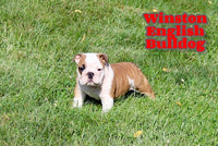 English Bulldog