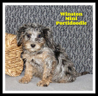 Winston Male Mini Portidoodle $1395