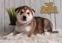 Wolf Male Shepherd Husky Mix $1500