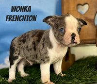 Wonka Male ICA Frenchton $1625