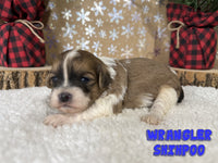 Wrangler Male Shihpoo $1200