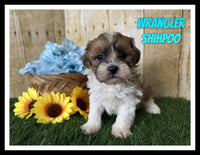 Wrangler Male Shihpoo $1200