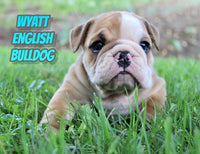 Wyatt Male AKC English Bulldog $2500