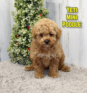 Mini Poodle 