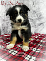 Yogi Male Toy Australian Shepherd $800