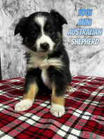 Yogi Male Mini Australian Shepherd $800