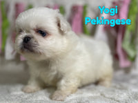 Yogi Male ACA Pekingese $1375