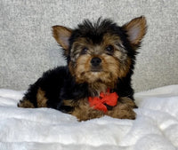 Yorkshire Terrier