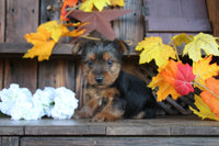 Yorkshire Terrier