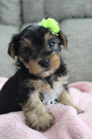 Yorkshire Terrier