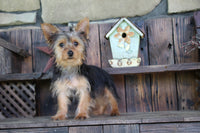 Yorkshire Terrier