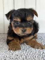 Yorkshire Terrier