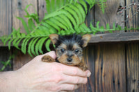 Teacup Yorkshire Terrier