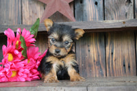 Teacup Yorkshire Terrier