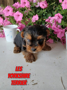Yorkshire Terrier