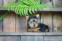 Teacup Yorkshire Terrier