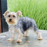 Yorkshire Terrier