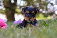 Yorkshire Terrier